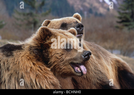 CAPTIVE: Zwei Braunbären im Frühjahr in Yunan Alaska gefangen im Alaska Wildlife Conservation Center spielen Stockfoto