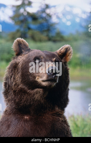 Gefangenschaft: Nahaufnahme von einem Braunbären im Alaska Wildlife Conservation Center, Alaska gefangen Stockfoto