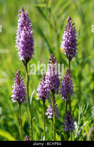 Gemeinsame gefleckte Orchidee Stockfoto