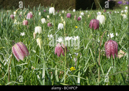 Schlangen Kopf Fritillary wächst in einer Frühlingswiese Stockfoto