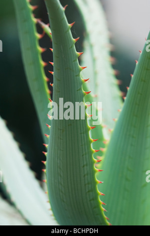 Aloe Glauca 'blaue Aloe' Pflanze abstrakt Stockfoto