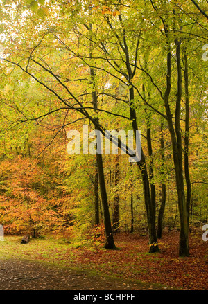 Buche im Rishbeth Wood in Thetford Forest in herbstlichen Farben. Stockfoto
