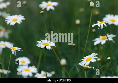 Argyranthemum grazile "Chelsea Girl". Marguerite Blumen Stockfoto