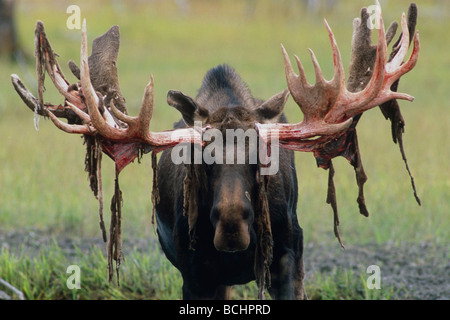 CAPTIVE: Bull Moose vergießen samt im Alaska Wildlife Conservation Center im Sommer in Yunan Alaska gefangen Stockfoto