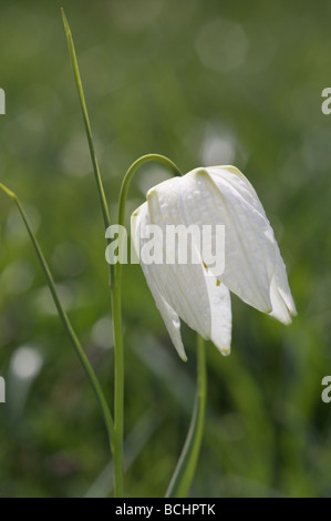 Eine weiße Schlangen Kopf Fritillary wächst in einer Frühlingswiese Stockfoto