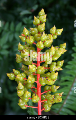 Gelbe Blume Aechmea Bromelie Ramosa genommen In Calderstones Park, Liverpool, UK Stockfoto