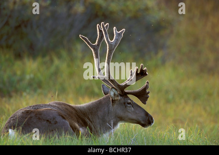 Junge Caribou Bull Down auf Tundra Denali NP AK gebettet im Sommer Stockfoto