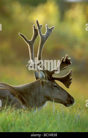 Junge Caribou Bull Down auf Tundra Denali NP AK gebettet im Sommer Stockfoto