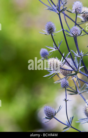 Eryngium Planum 'Jade Frost'. Meer-Holly Blume Stockfoto