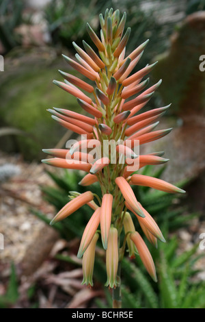 Spike von Fynbos Aloe Aloe Succotrina genommen In Calderstones Park mit Blumen, Liverpool, UK Stockfoto