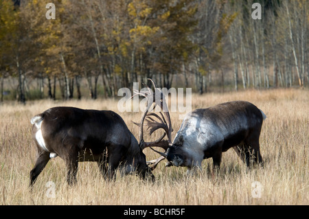 Zwei Bull Woodland Caribou fordern sich gegenseitig heraus während der Brunft-Saison im Yukon Territorium, Kanada Stockfoto