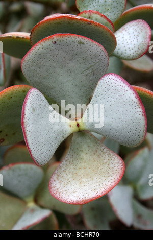 Silber-Dollar-Anlagen oder Beestebul Crassula Arborescens genommen In Calderstones Park, Liverpool, UK Stockfoto