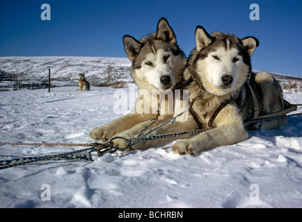 Schlittenhunde in McKinley verwendet Klettern Ausrüstung AK im Frühjahr Denali NP schleppen Stockfoto