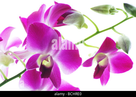Violette Orchideen isoliert auf weißem Hintergrund Stockfoto