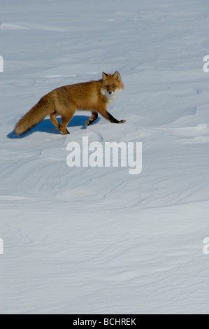 Red Fox gehen auf verschneiten Tundra etwas außerhalb von Nome, Alaska, Winter Stockfoto