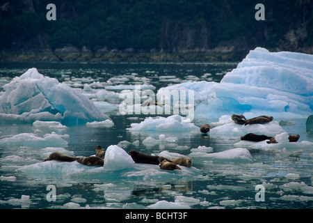 Seehunde auf Eisberge Tracy Arm Fjord SE AK Sommer malerische Stockfoto