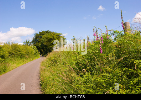 Frühsommer mit Fingerhut entlang einer Landstraße Fife in Schottland Stockfoto