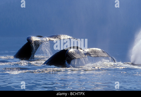Humpback Wale klingende Windham Bay Südost-Alaska Sommer Stephens Passage Stockfoto