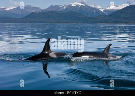 Herde von Orca Wale auftauchen in Lynn Canal mit der Coastal Range im Hintergrund in Südost-Alaska Stockfoto