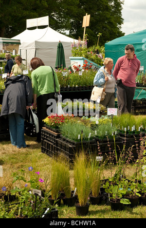 Pflanzen zum Verkauf an einen englischen Country-Blume zu zeigen, in der Nähe von emsworth Stockfoto