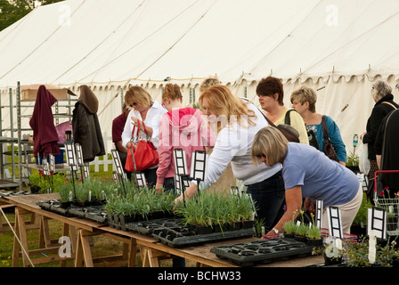 kaufende Pflanzen in einem englischen Landhaus Blume zeigen in der Nähe von emsworth Stockfoto