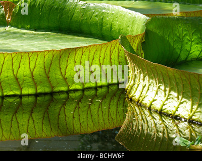 Victoria giant Lily verlässt am Teich Stockfoto