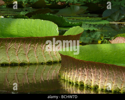 Victoria giant Lily verlässt am Teich Stockfoto