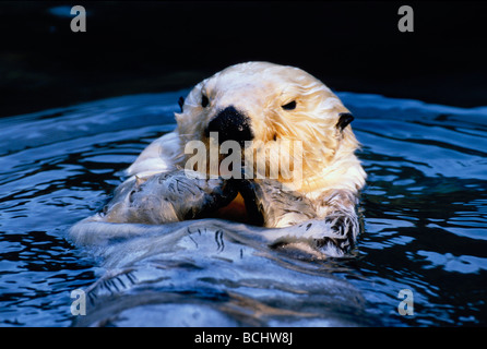 Close up Portrait of Sea Otter Tacoma Zoo gefangen Washington Stockfoto