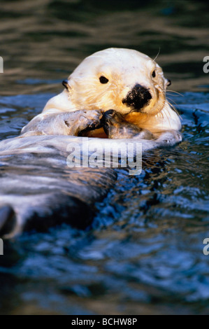 Close up Portrait of Sea Otter Tacoma Zoo gefangen Washington Stockfoto