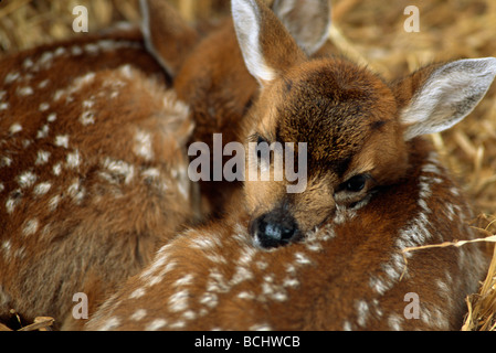 Sitka Black Tail Rehe Kitze gefangen Yunan AK Nahaufnahme Stockfoto