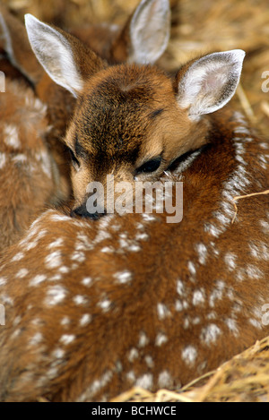 Sitka Black Tail Rehe Kitze gefangen Yunan AK Nahaufnahme Stockfoto