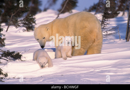 Eisbär & Cubs Wapusk National Park Kanada Winter Stockfoto