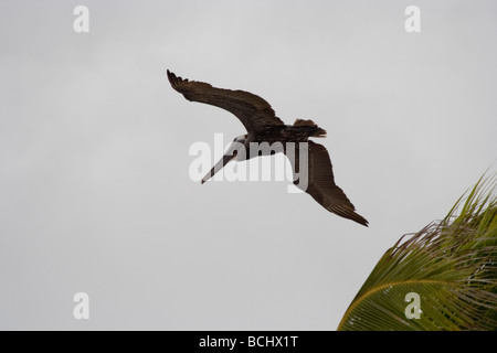 Brauner Pelikan (Pelecanus Occidentalis). Fort Myers Beach, Florida Stockfoto