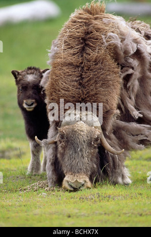 Musx Ochse Kuh & Kalb zusammenstehen im frühen Frühling Alaska Wildlife Conservation Center gefangen Stockfoto