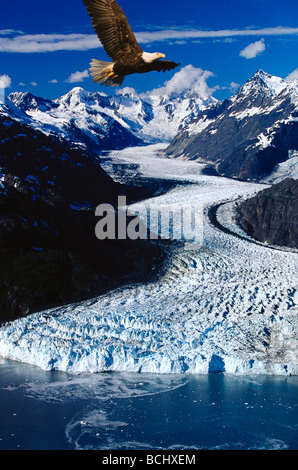 Adler im Flug über Digital Composite Margerie Gletscher Glacier Bay Nationalpark Stockfoto