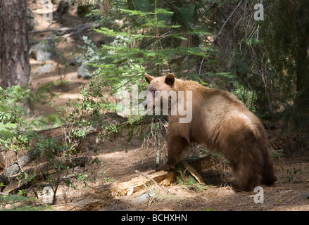 Schwarzer Bär (Ursus Americanus) auf der Suche nach Nahrung - Yosemite National Park, Kalifornien. Stockfoto