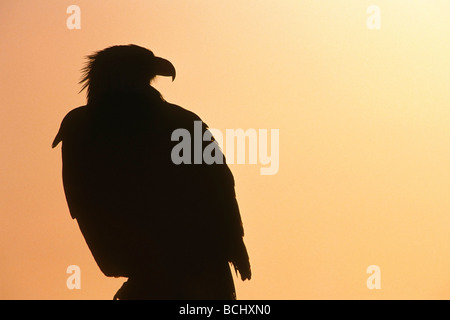 Weißkopf-Seeadler Silhouette bei Sonnenuntergang Kenai-Halbinsel AK Stockfoto