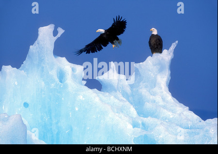 Weißkopf-Seeadler gehockt Eisberg Tracy Arm SE AK Sommer Furten-Terror Wildnisgebiet Stockfoto