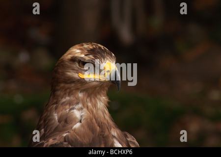 Mäusebussard Buteo Buteo, Kalkspat, Falke, Buteo, Raubtier, Raptor, Gesicht, Stockfoto