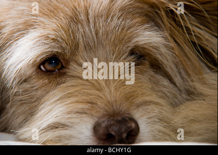 Niedlicher, flauschiger, ungewöhnlicher k9-Hund in entspannter Pose mit entzückenden flauschigen Ohren, aber dennoch wachsam und attraktiv als bester Freund des Mannes Stockfoto