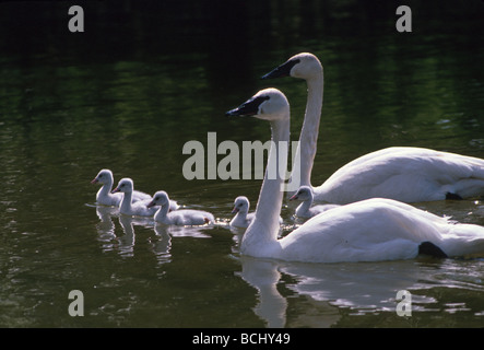 Trumpeter Schwäne und Küken schwimmen Alaska Stockfoto