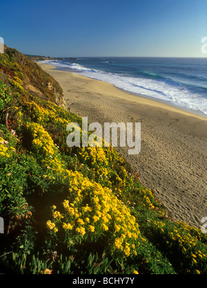 Wildblumen im Frühling auf den Hügeln von Big Sur, Kalifornien ruht. Stockfoto