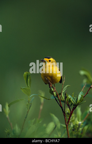 Wilson's Warbler w/grün Wurm im Schnabel SC AK Sommer in der Nähe von Hatcher Pass Stockfoto