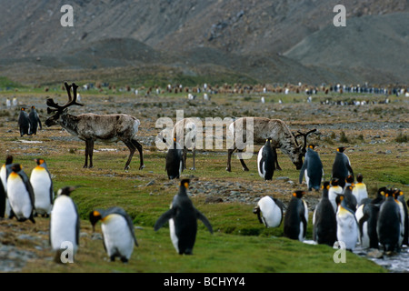 Königspinguin & Rentier Fortuna Bay S.Georgia ist Antartic Sommer Stockfoto