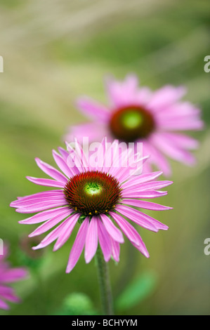 Echinacea purpurea 'Rubinglow'. Sonnenhut 'Rubinglow' Stockfoto