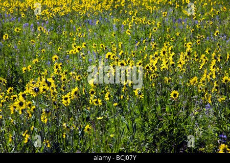 Maultiere Ohr Aspen Sonnenblumen auf Snodgrass Berg in der Nähe von Mount Crested Butte Colorado USA Stockfoto