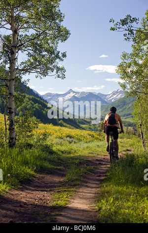 Maultier s Ohren Asteraceae Sonnenblume Familie wachsen entlang den Wald zu Fuß Trail Crested Butte Colorado USA. Ein Mountainbiker reitet Stockfoto