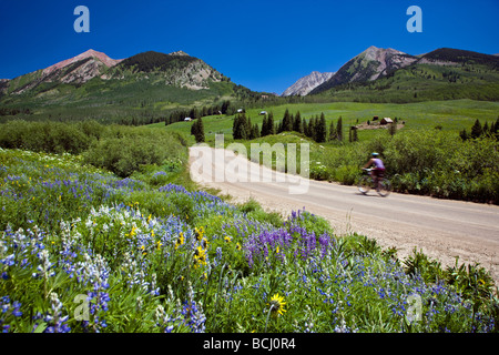 Wildblumen Linie gotische Elk Mountains Colorado USA Radrennfahrer genießt die Berge Stockfoto