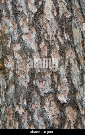 Europäische Lärche (Larix Decidua) Nahaufnahme von Rinde Stockfoto