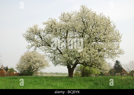 blühende Obstbäume im Feld Stockfoto